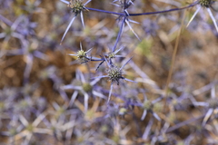 Eryngium creticum