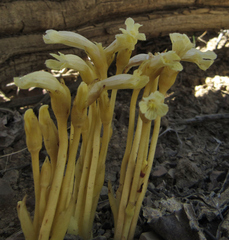 Aphyllon franciscanum