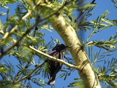 Cinnyris bifasciatus
