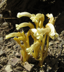 Aphyllon franciscanum