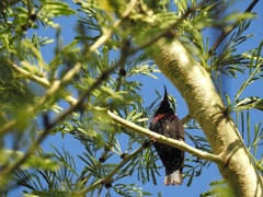 Cinnyris bifasciatus