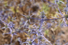 Eryngium creticum