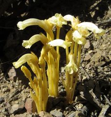 Aphyllon franciscanum