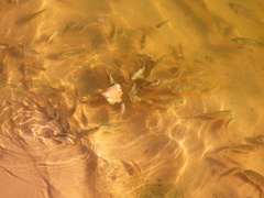 Oreochromis niloticus