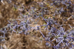 Eryngium creticum