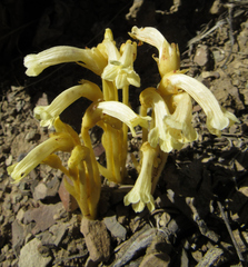 Aphyllon franciscanum