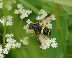 Chrysotoxum bicinctum