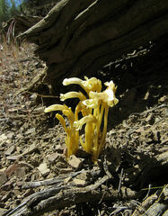 Aphyllon franciscanum