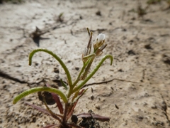 Neotorularia torulosa