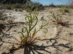 Neotorularia torulosa