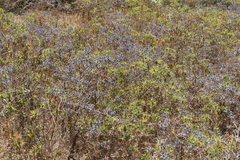 Eryngium creticum