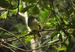 Myiopagis gaimardii