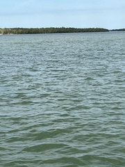 Megalops atlanticus