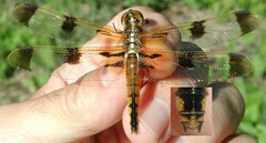Libellula semifasciata
