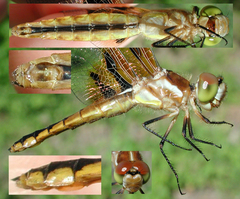 Libellula semifasciata