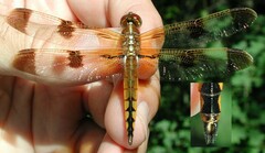 Libellula semifasciata