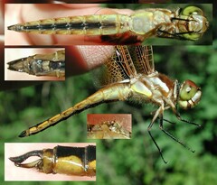 Libellula semifasciata