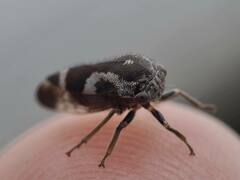 Ophiderma