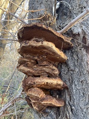Fomitopsis schrenkii