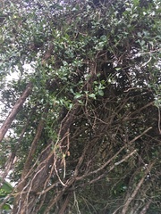 Parsonsia heterophylla