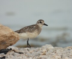 Pluvialis squatarola