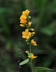 Wissadula densiflora