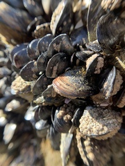 Mytilidae