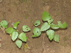 Leidesia procumbens