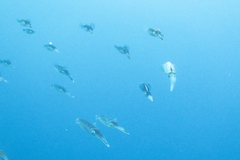 Sepioteuthis sepioidea