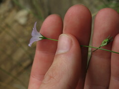 Wahlenbergia obovata