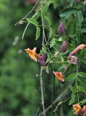 Dolichandra cynanchoides