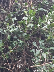 Parsonsia heterophylla