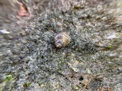 Acanthinucella