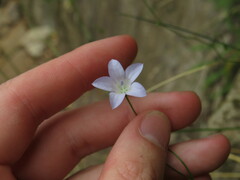 Wahlenbergia obovata