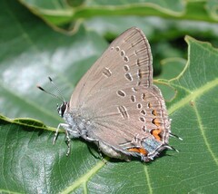 Satyrium edwardsii