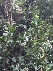 Parsonsia heterophylla