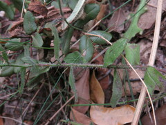 Wahlenbergia obovata