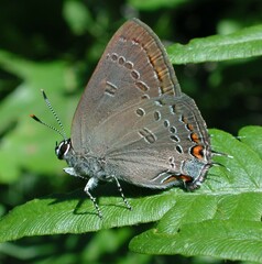 Satyrium edwardsii