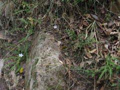 Wahlenbergia obovata