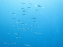 Sepioteuthis sepioidea