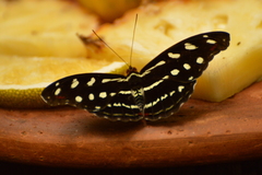 Catonephele acontius