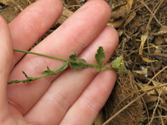Wahlenbergia cernua