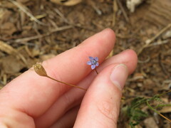 Wahlenbergia cernua