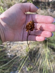 Xyris caroliniana