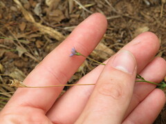 Wahlenbergia cernua