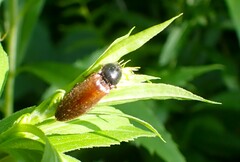 Hemicrepidius decoloratus