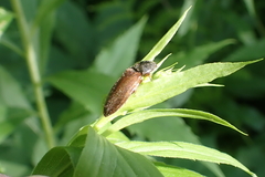 Hemicrepidius decoloratus