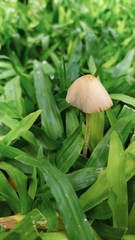 Fungi