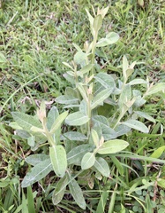 Pterocaulon