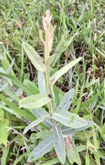 Pterocaulon
